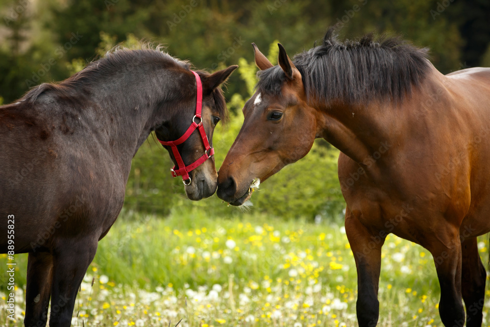 Obraz premium Begrüßung unter Pferden