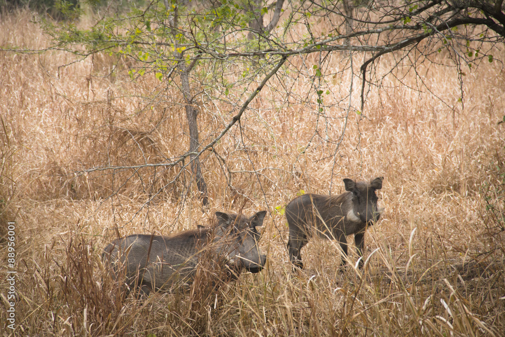 Warthogs on the savanna of the National Park Gorongosa in the center of Mozambique