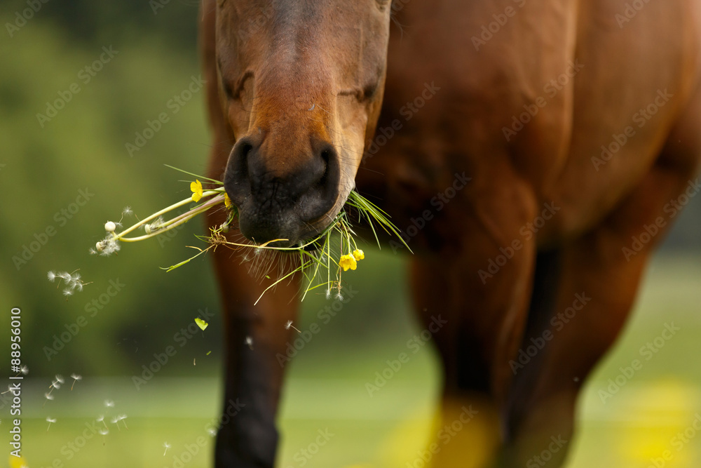 Pferdemaul Fri t Stock Foto Adobe Stock Pferdemaul Fri t Stock Foto Adobe Stock