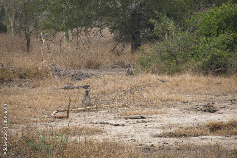 Baboons on the savanna of the National Park Gorongosa in the center of Mozambique
Baboons on the savanna of the National Park Gorongosa in the center of Mozambique