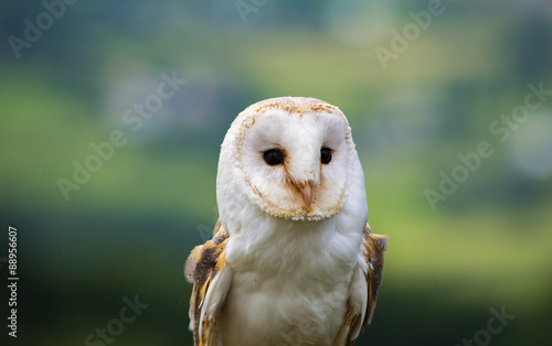 Close up of a barn Owl Face