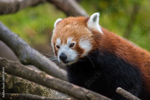 Close up of a Red Panda's face
