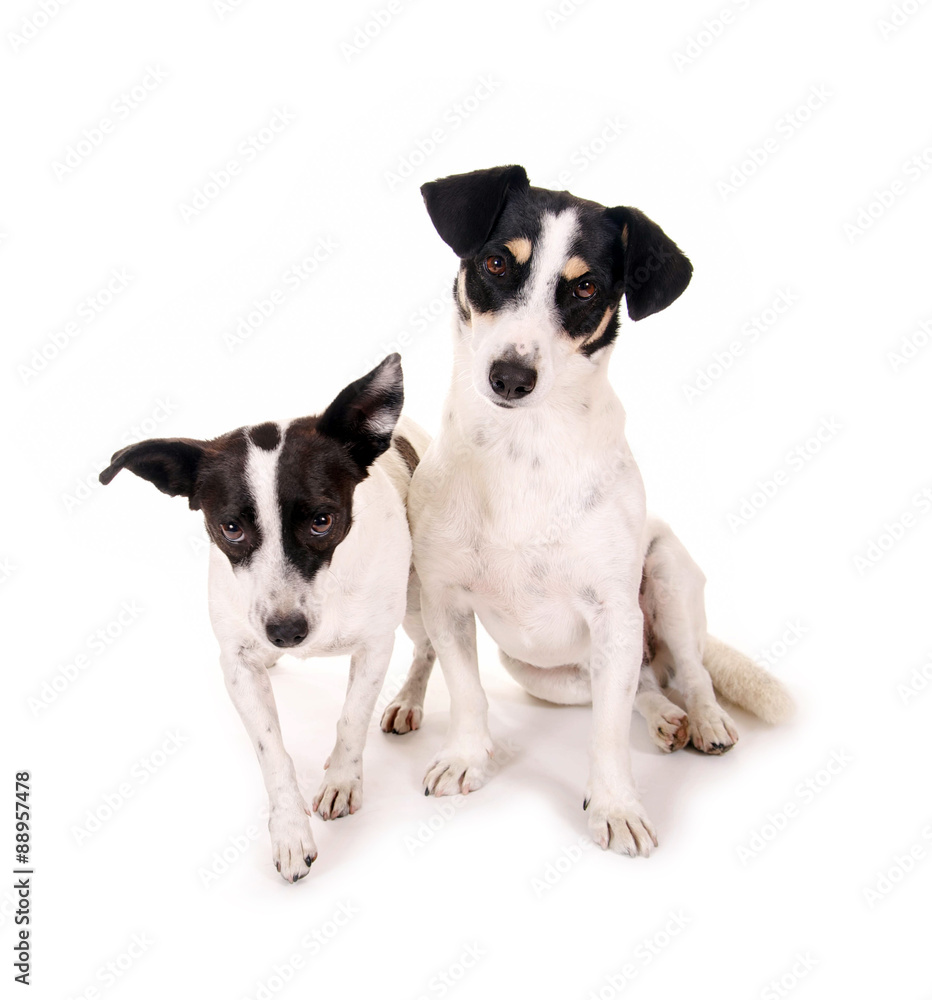 Jack Russell Pärchen Jack Russell Pärchen