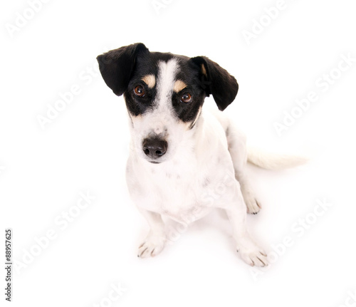 Jack Russell Terrier