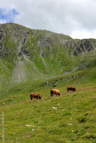 karnischer Höhenweg - Kühe auf der Alm