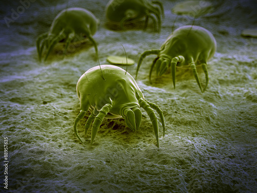 scientific illustration of a common dust mite photo