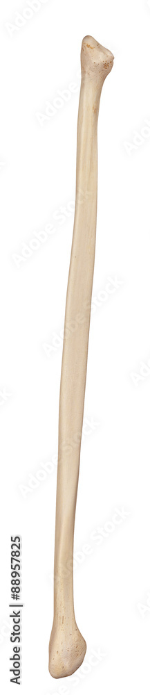 Obraz premium medically accurate illustration of the fibula