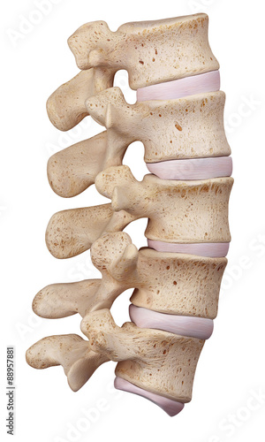 Fotografia medically accurate illustration of the lumbar spine