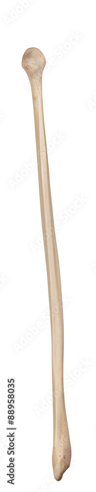 medically accurate illustration of the fibula medically accurate illustration of the fibula