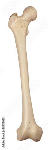 medically accurate illustration of the femur
