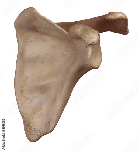 medically accurate illustration of the scapula