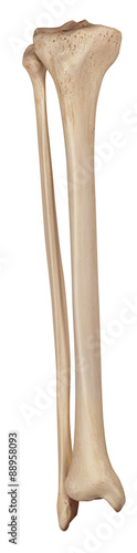 medically accurate illustration of the lower leg bones