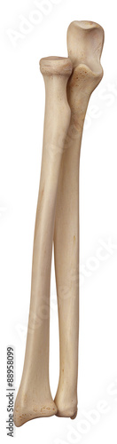 Obraz na plátne medically accurate illustration of the lower arm bones