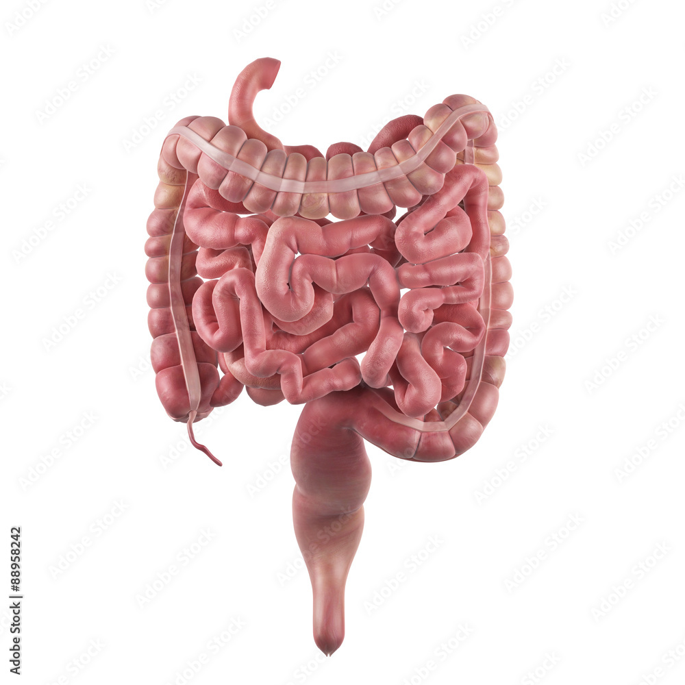 medically accurate illustration of the intestines medically accurate illustration of the intestines