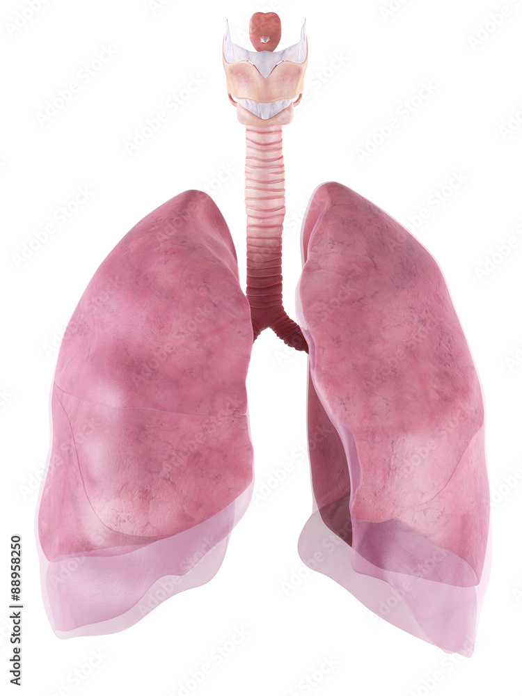 medically accurate illustration of the lung