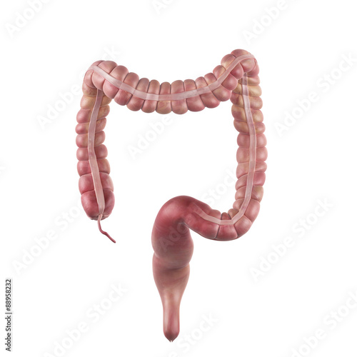 фотографія medically accurate illustration of the colon
