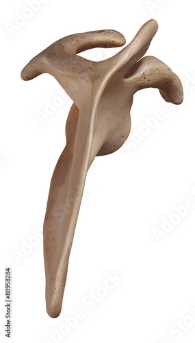 medically accurate illustration of the scapula