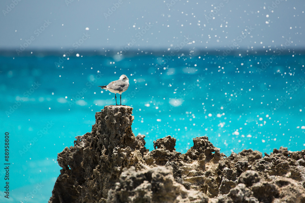 Naklejka premium Seagull in Cancun