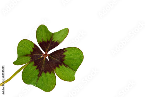  Shamrock isolated on white background. Four-leaf clover isolated on white background