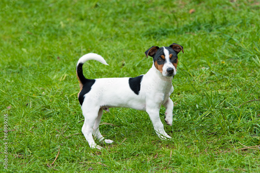 
Jack Russell Terrier stands. The Jack Russell Terrier is on the grass in the park.
