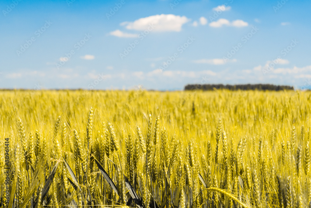 Detail of sheafs of wheat in a field with blue sky in background