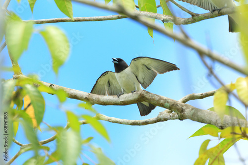 White-breasted Woodswallow (Artamus leucorhynchus) in Borneo photo