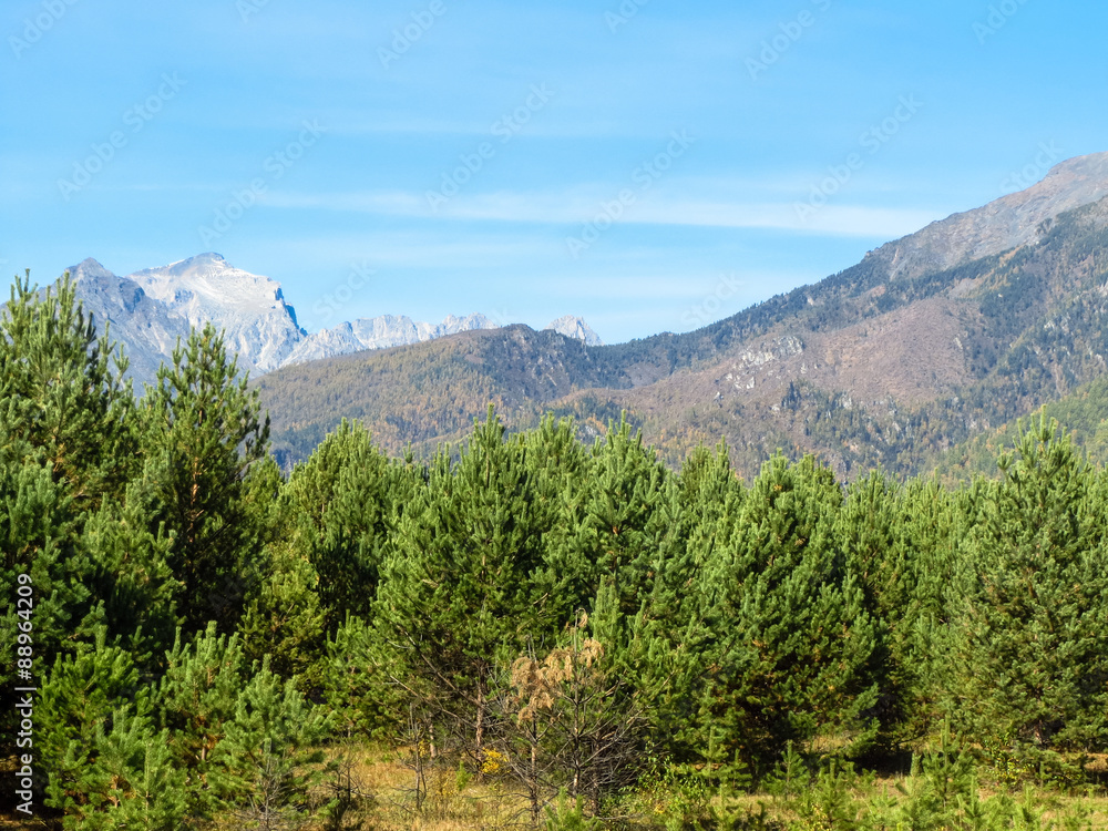 Fototapeta premium The young wood against mountains