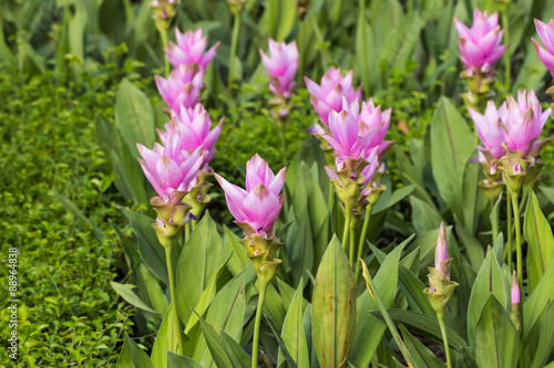 Siam Tulip flower