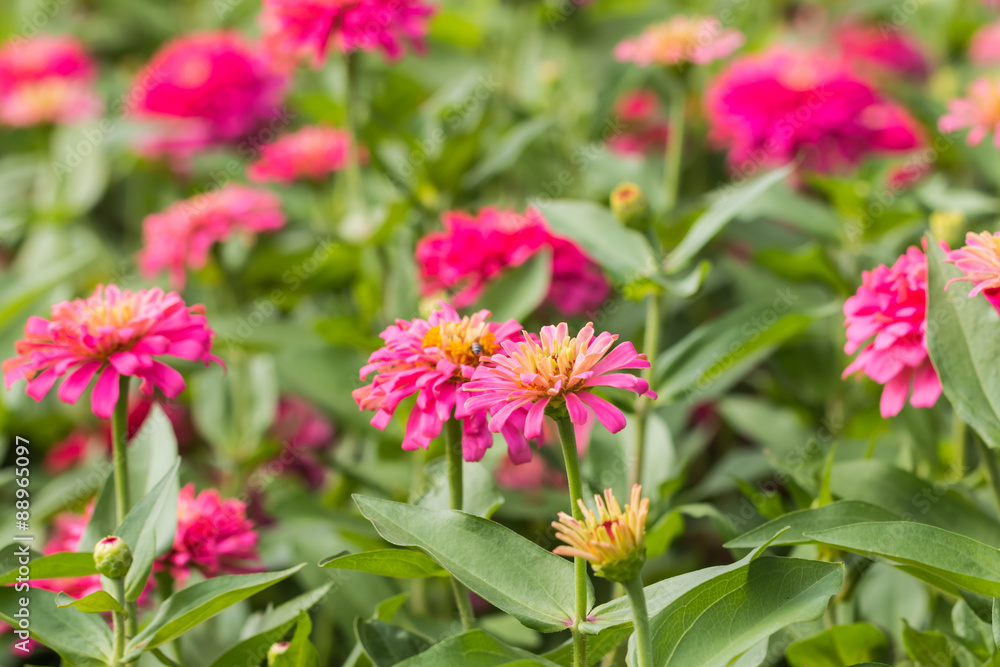 Beautiful flower in garden Beautiful flower in garden