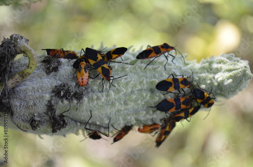 Milkweed Bug - (Oncopeltus fasciatus) feeding on a Milkweed Pod. © sunlover616