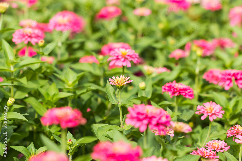 Beautiful flower in garden Beautiful flower in garden