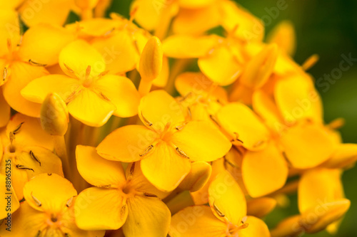 close up orange Ixora flowers