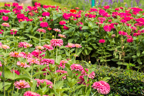 Beautiful flower in garden