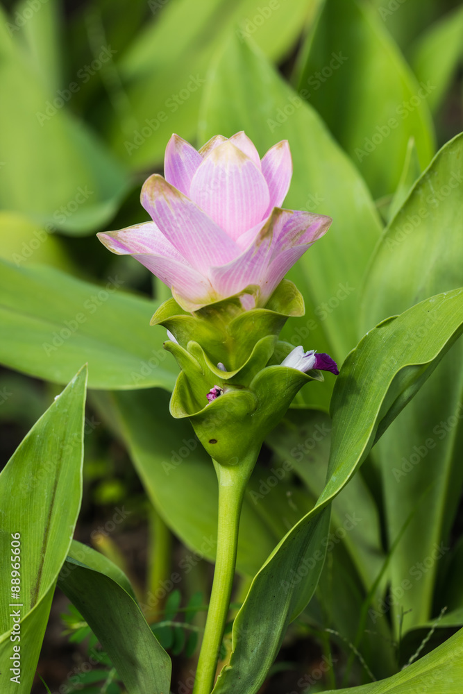 Siam Tulip flower Siam Tulip flower