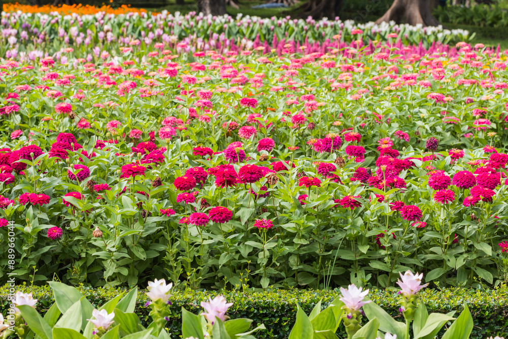 Beautiful flower in garden Beautiful flower in garden