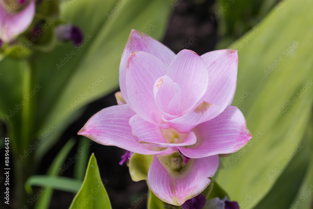 Fototapeta premium Siam Tulip flower