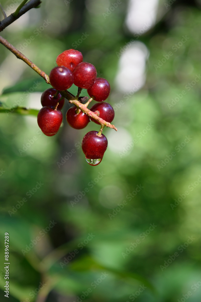 Chokecherries (Prunus virginiana) with Dewdrop Chokecherries (Prunus virginiana) with Dewdrop