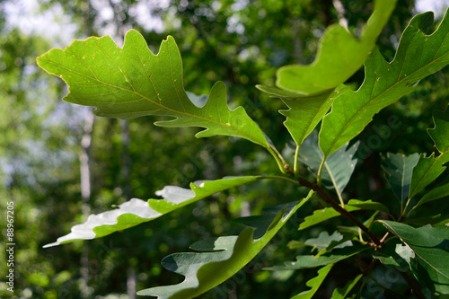 Fotografie, Obraz Bur Oak (Quercus macrocarpa) Leaf Detail