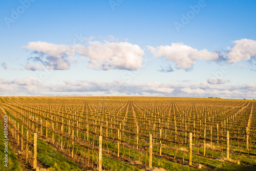 Vineyard © Ashley Whitworth