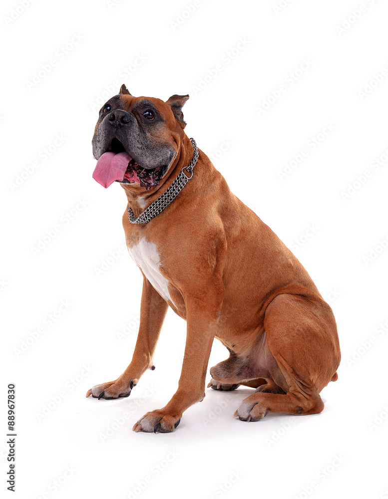 Obraz premium Beautiful Boxer Dog isolated on white