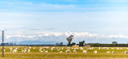 Mountain landscape with grazing sheep, New Zealand
