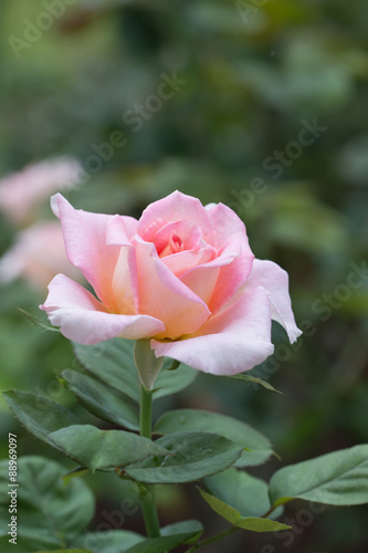 beautiful rose in the garden