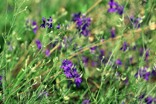 Wildflowers on field  closeup