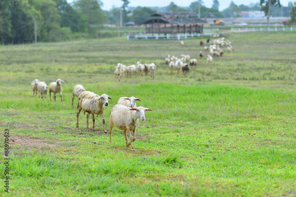 Sheeps in a meadow