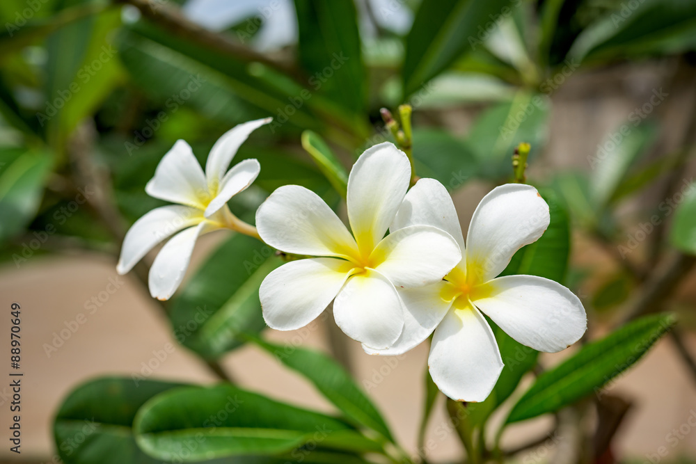 White plumeria on the plumeria tree.