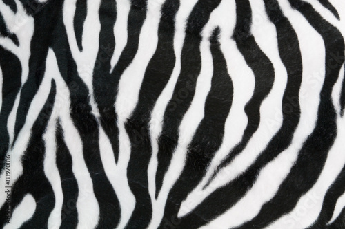 Zebra texture background