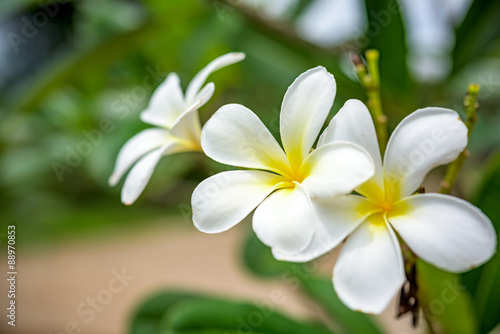 White plumeria on the plumeria tree.