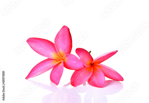 Pink  frangipani flower  white background