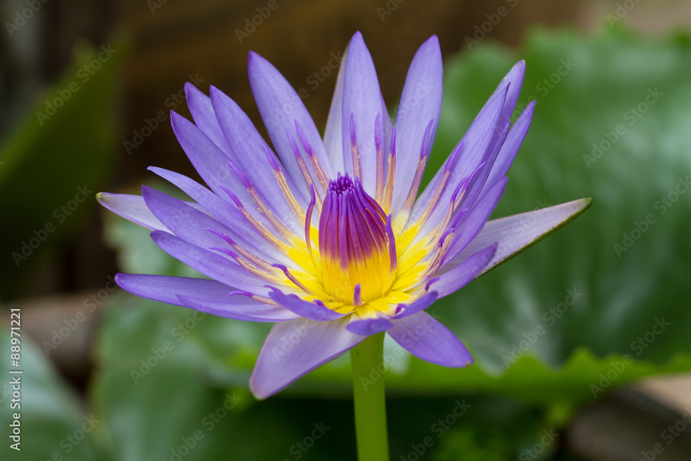 Purple lotus