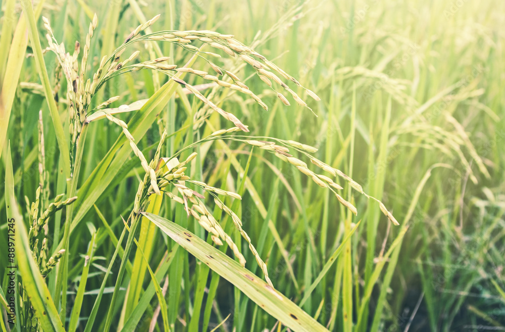 Paddy rice field at countryside of thailand with soft light and light flare Paddy rice field at countryside of thailand with soft light and light flare